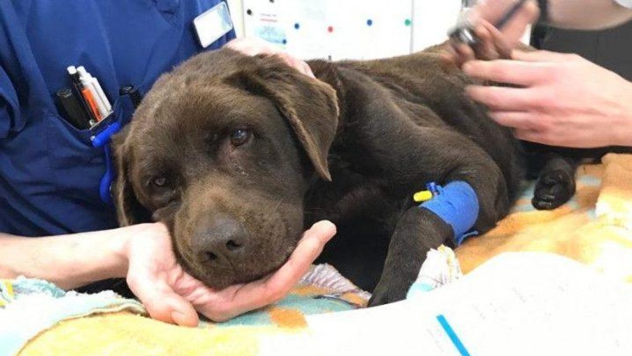 Wie is toch de eigenaar van labrador Balou?