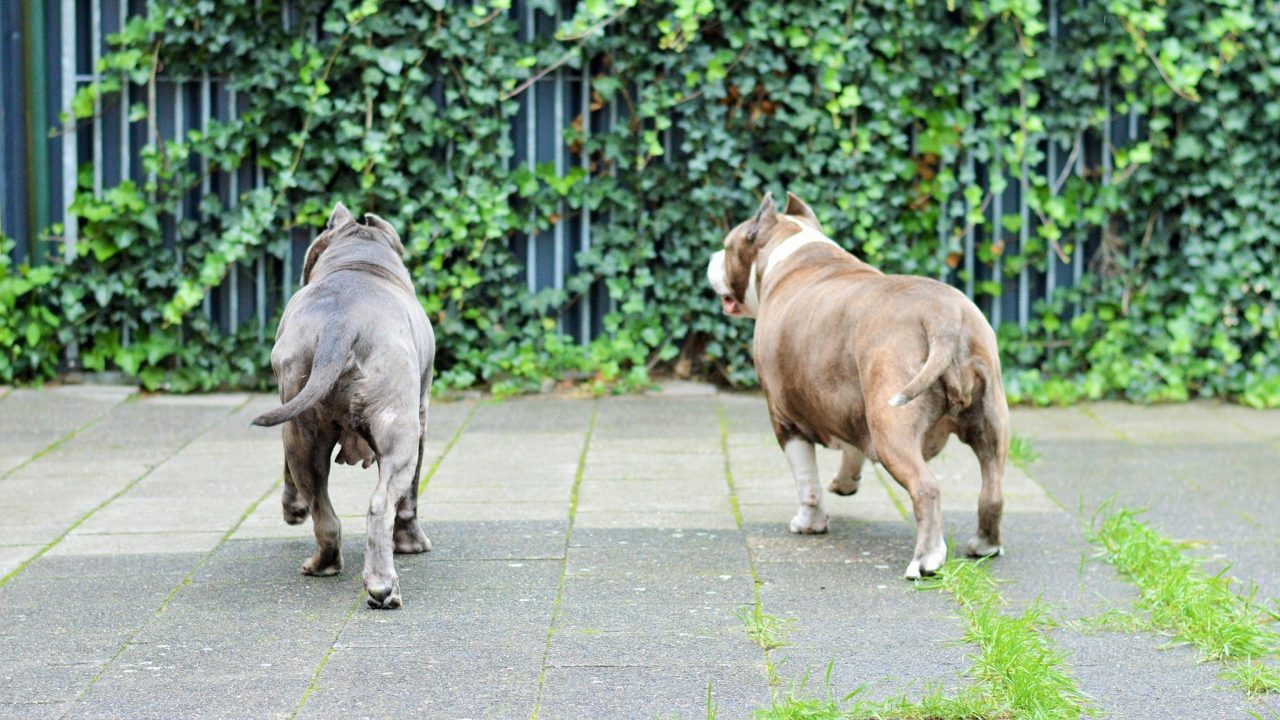 Oktober: ideale baasjes en tevreden dieren