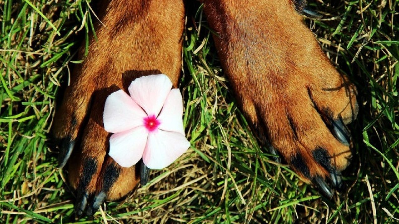 Dierentehuis Amstelveen sluit definitief haar deuren