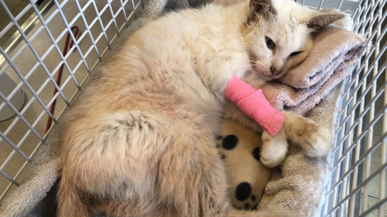 Poes Bonnie overleed aan vlooien