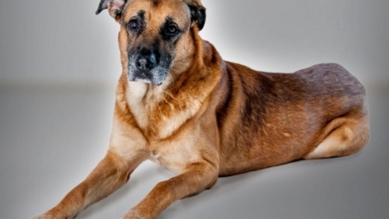 Extra zorg en begeleiding voor oudere dieren zoals Bram