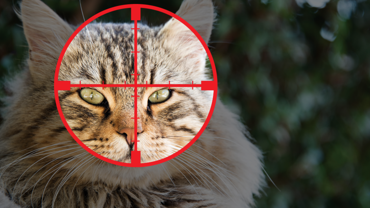 Stop afschieten zwerfkatten in Friesland
