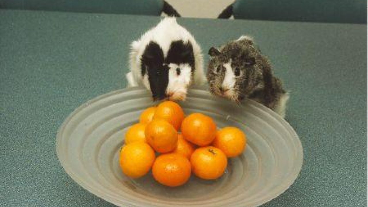 Treurigstemmende handel in cavia’s
