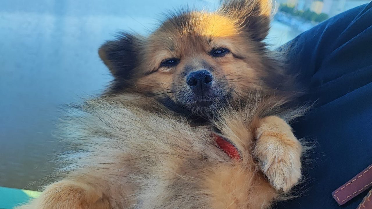 'Schuurhond' Coco krijgt een tweede kans