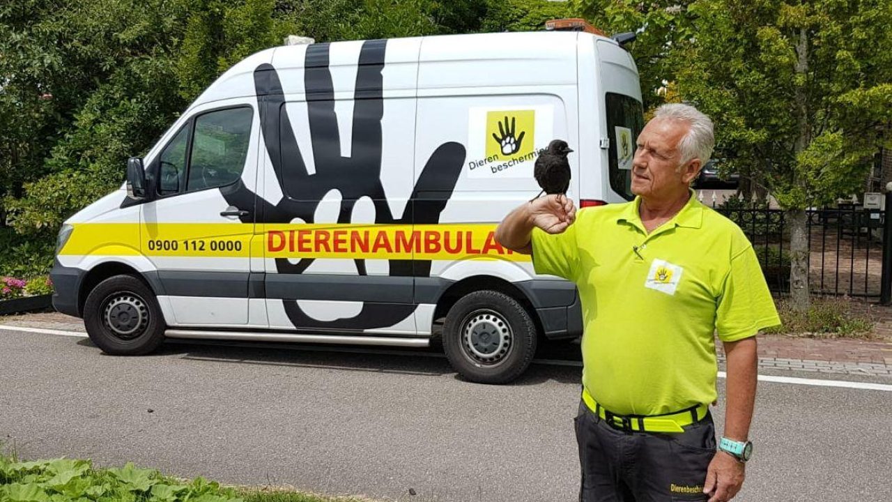 Zo vrij als een vogel