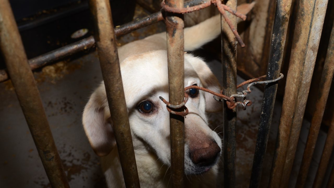 Broodfokker aangepakt, 100 honden weggehaald