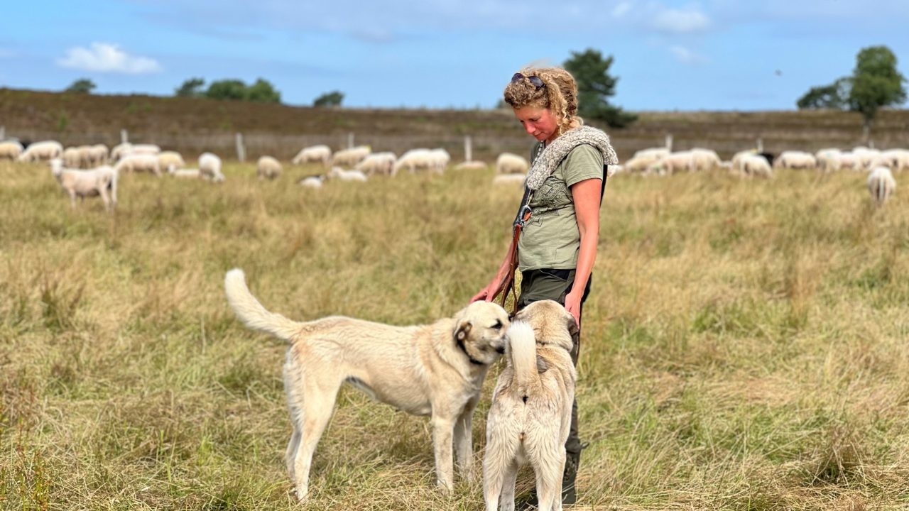 Leren samenleven ﻿met de wolf