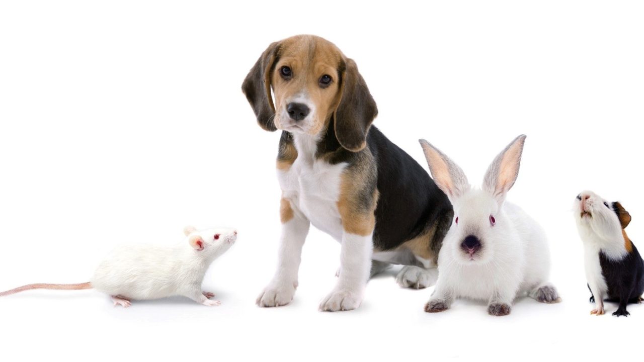 Wereldproefdierendag: extra aandacht voor Lara en co