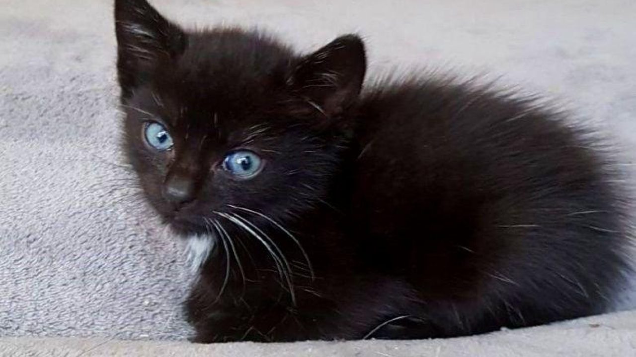 Getuigen zien man kittens dumpen