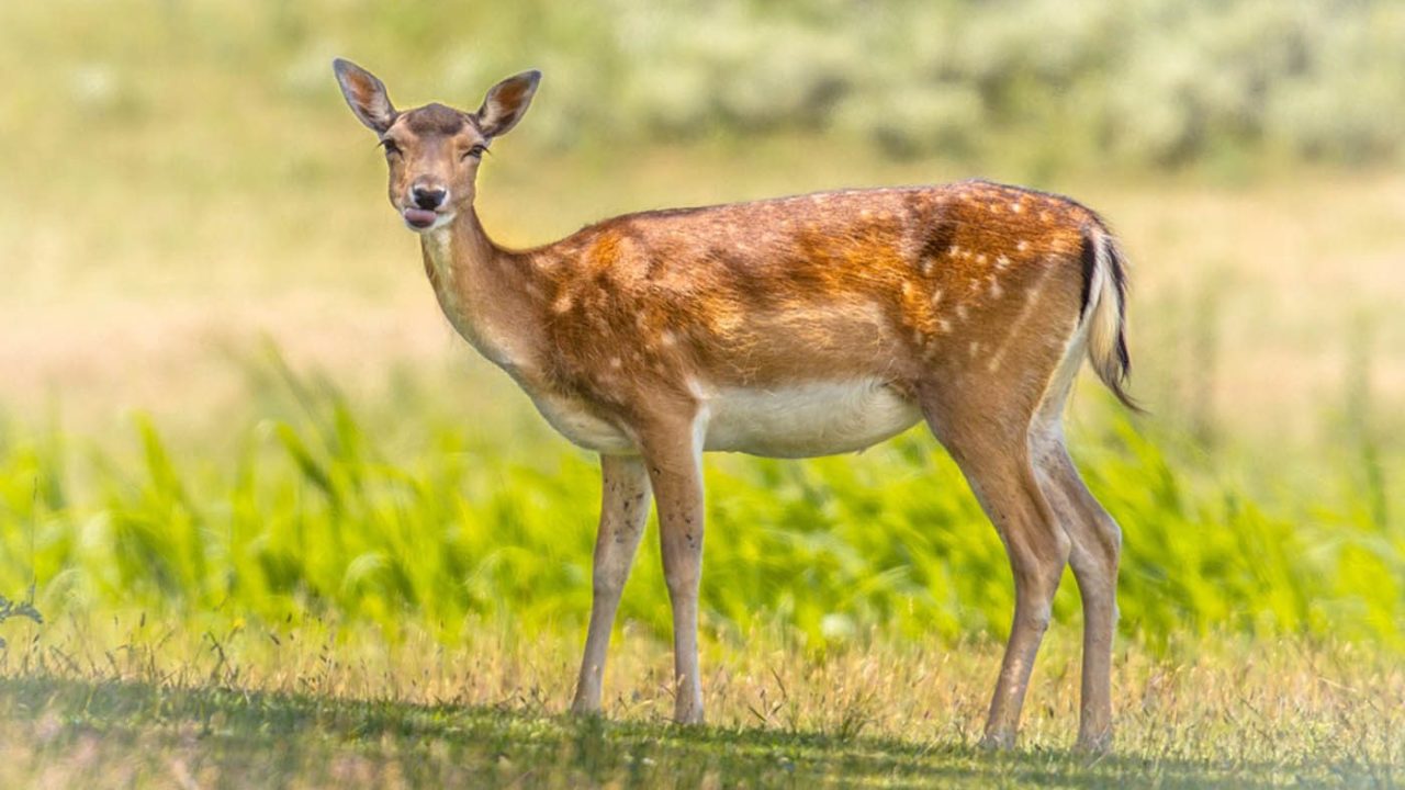 Enquête 'Help mee met het beschermen van wilde dieren'