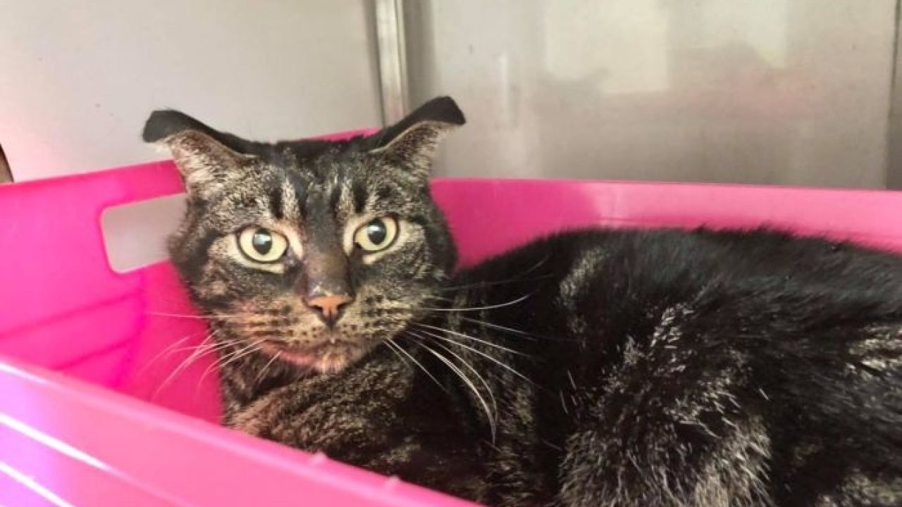 Kater Finn overleeft 52 dagen in een leeg huis