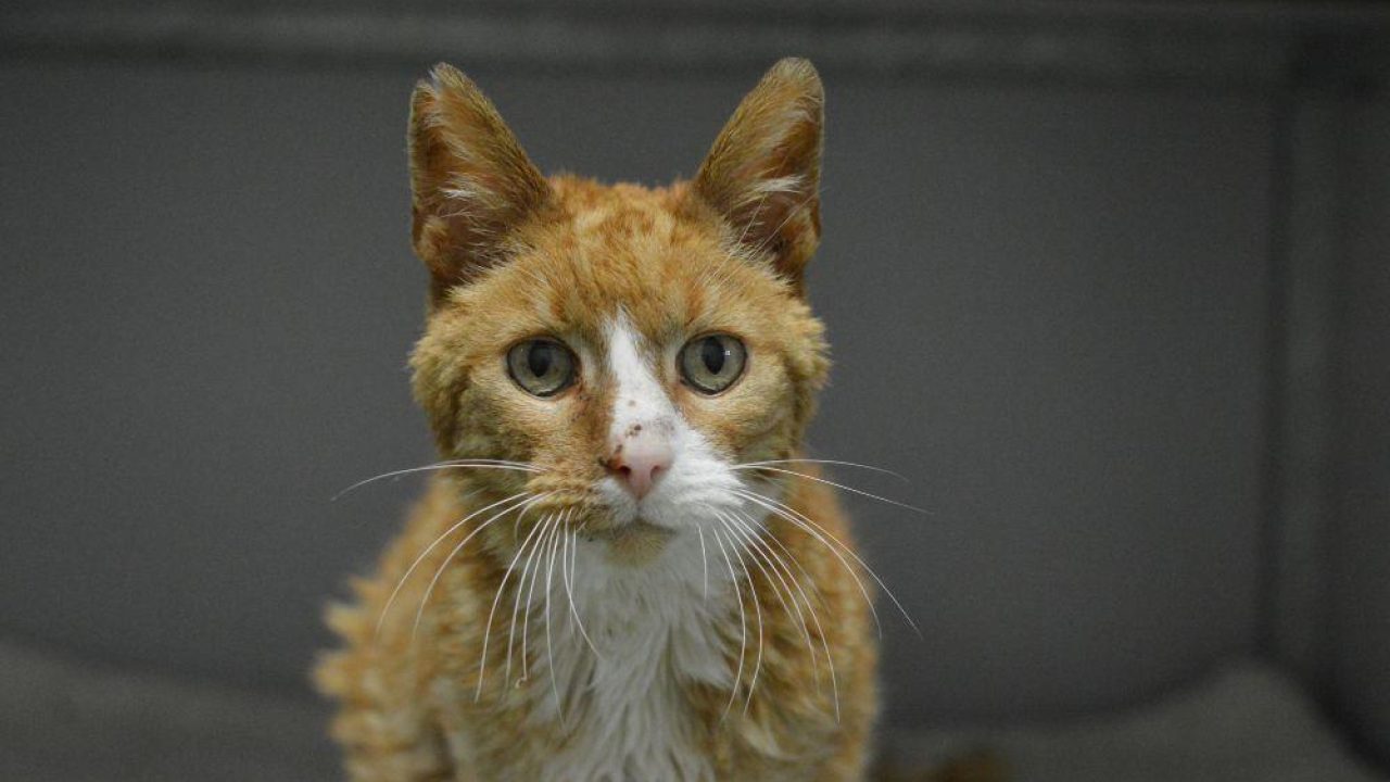 Dierenbescherming pleit voor landelijke chipplicht katten