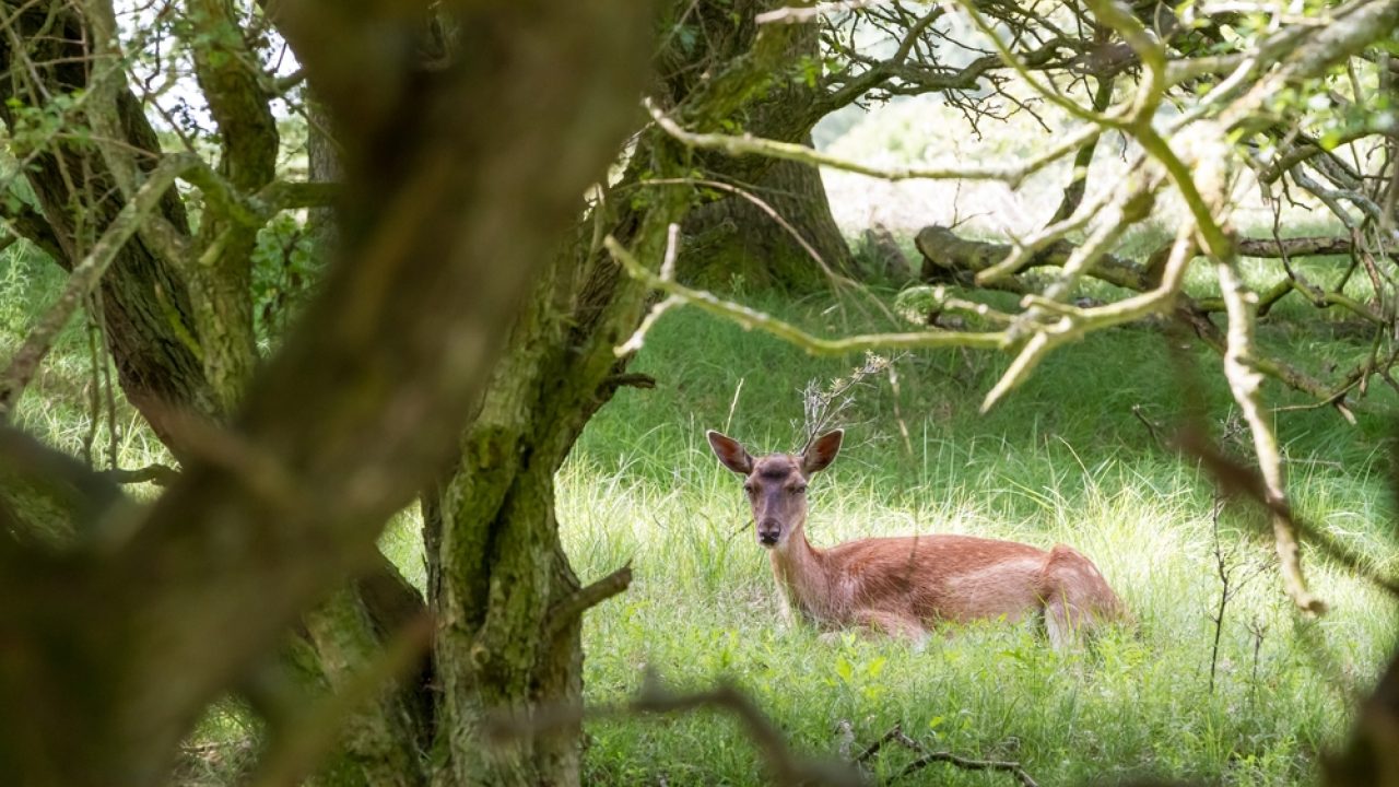Lekker stukje ‘wild’ op je bord met kerst? Doe maar niet!