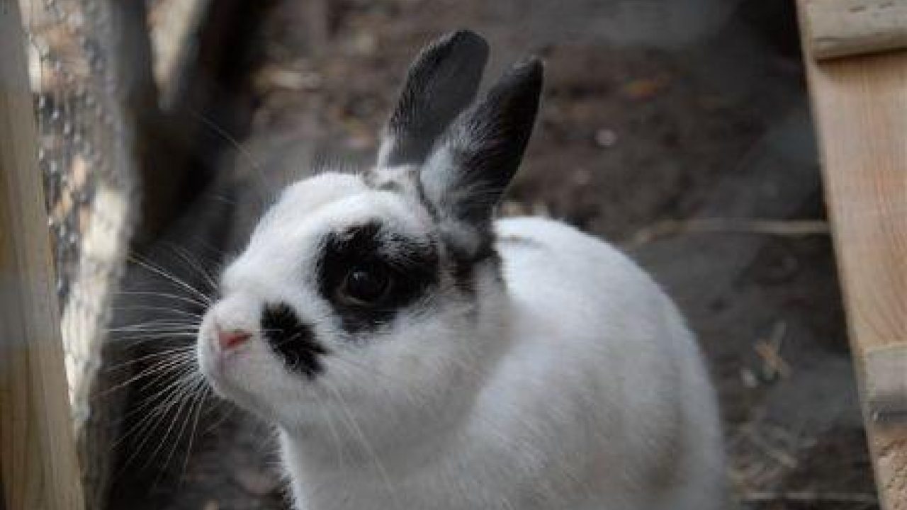 Hobbyfok konijnen: dierenleed onthuld