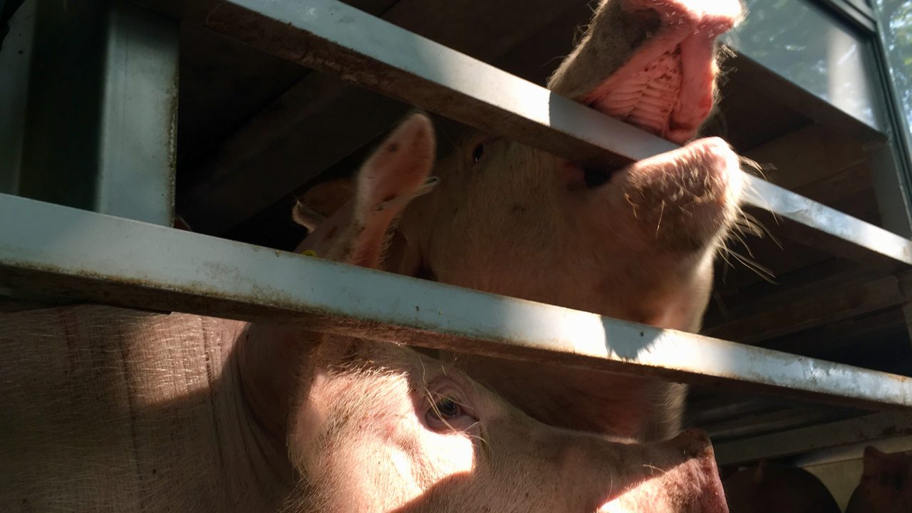 Nachtelijke keuring slachtvee bij hitte niet mogelijk?