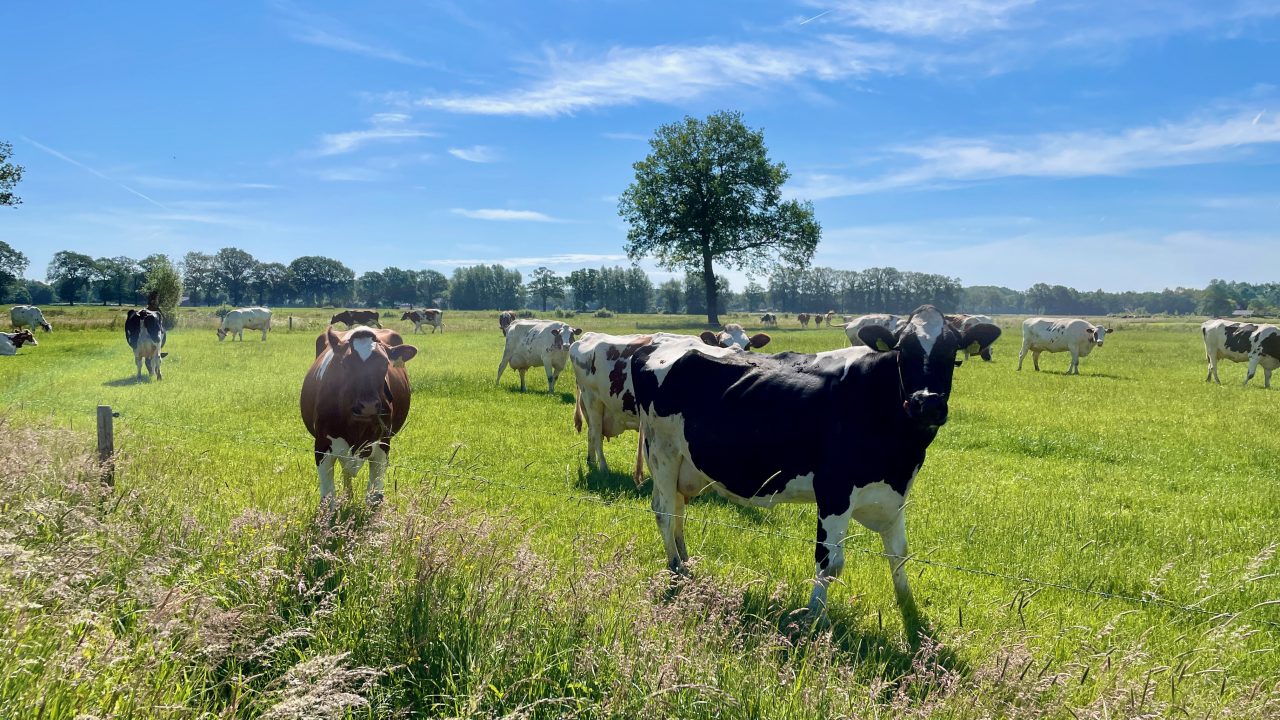 Genomineerden Deltaplan Veehouderij Awards 2023 bekend!