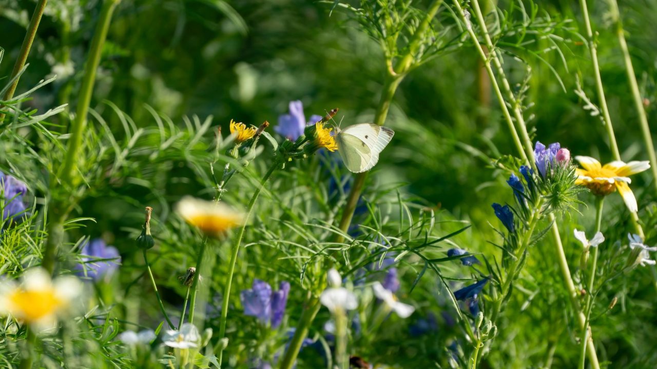 Petitie Natuurinclusief Bouwen. Teken jij ook?