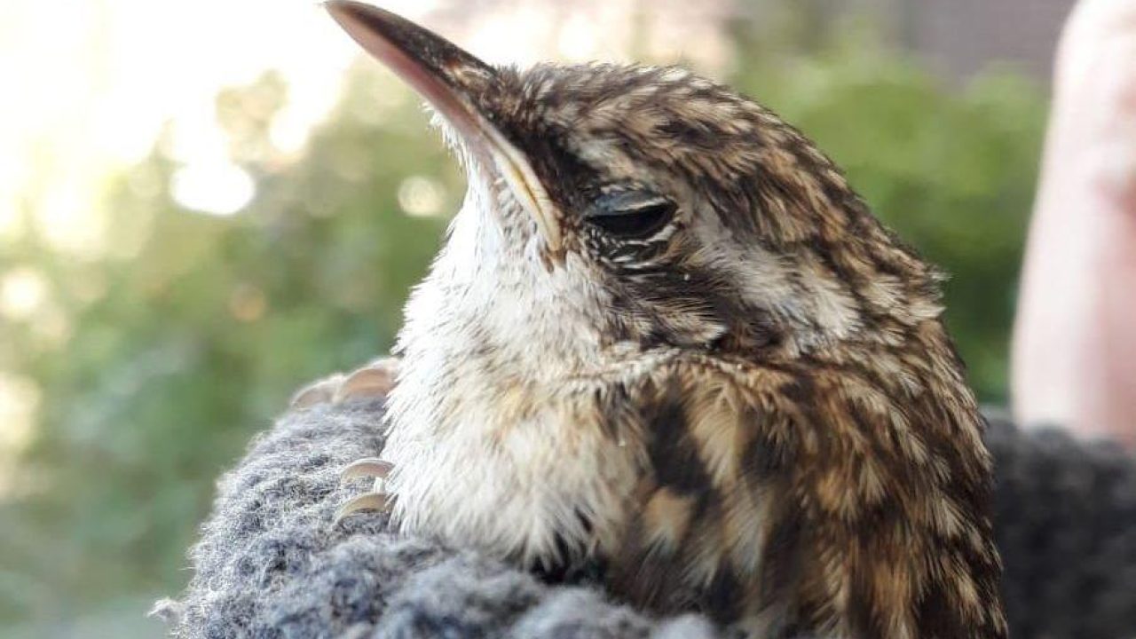 Het regent vogeltjes