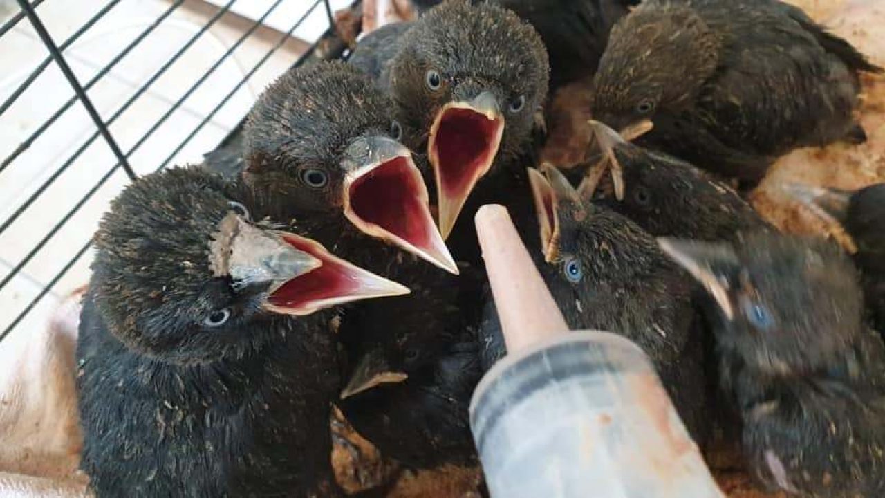 Noodkreet wildopvangcentra en wildvervoer
