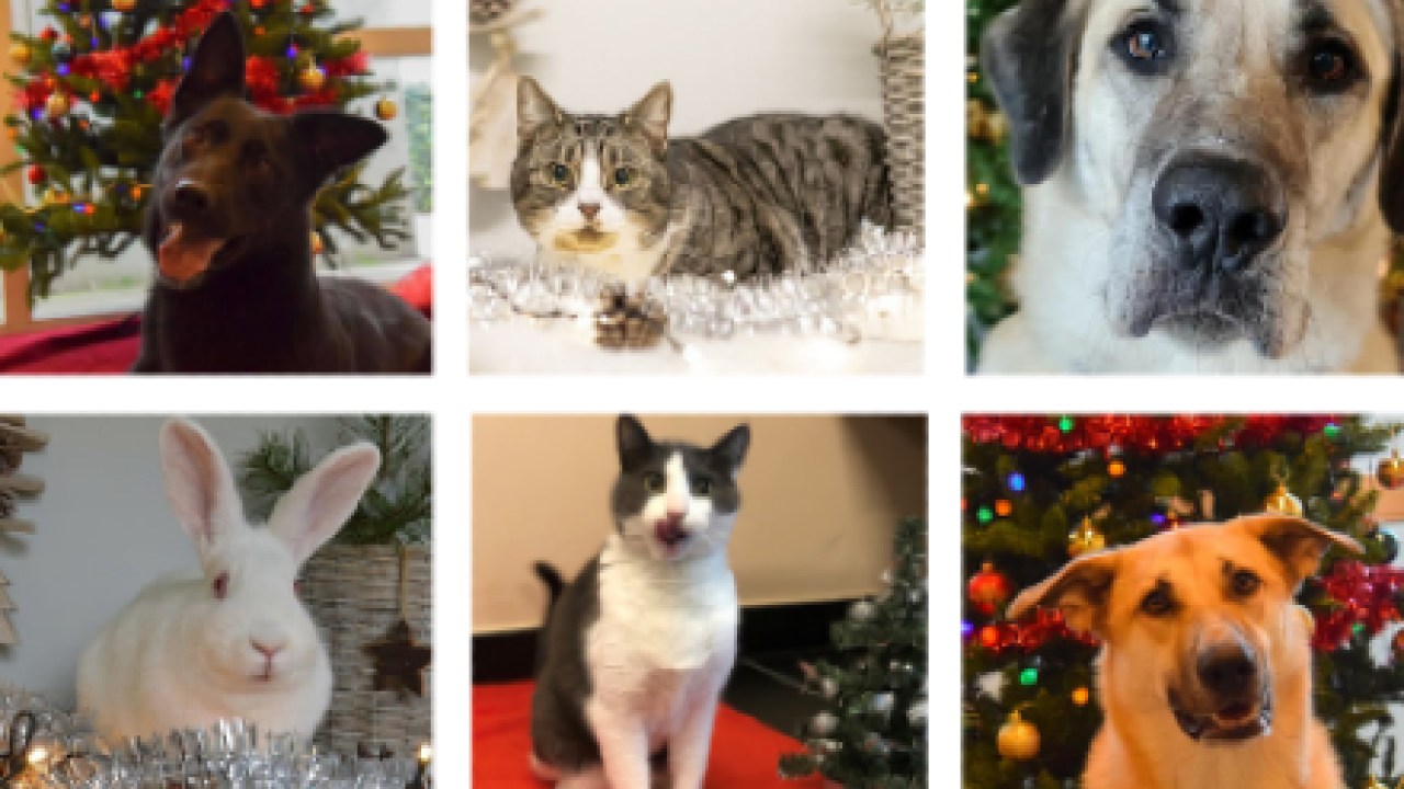 December: feest voor dier en mens