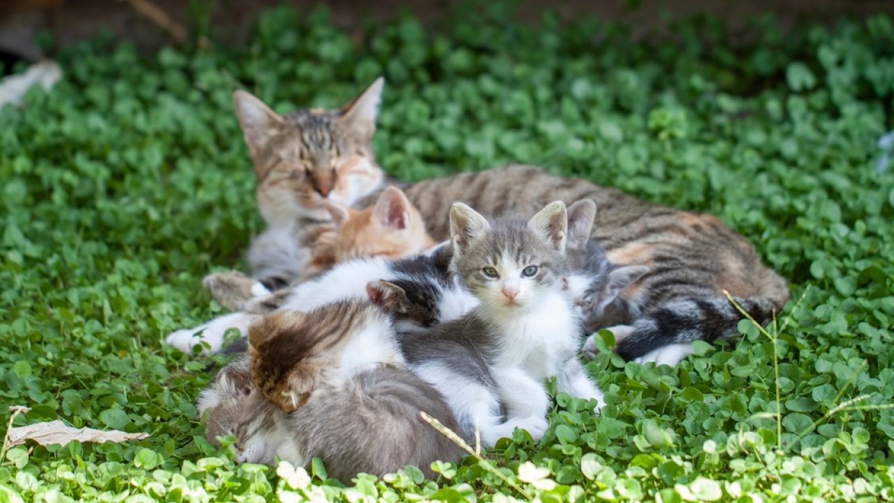 Geen leeftijdsgrens voor adoptie kitten of pup