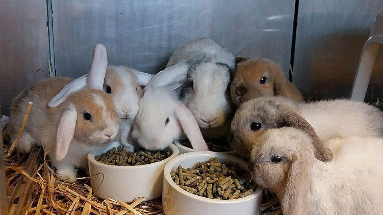 Konijnenopvang Dierenbescherming overvol