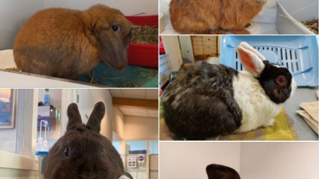 Denk goed na voordat je konijnen aanschaft