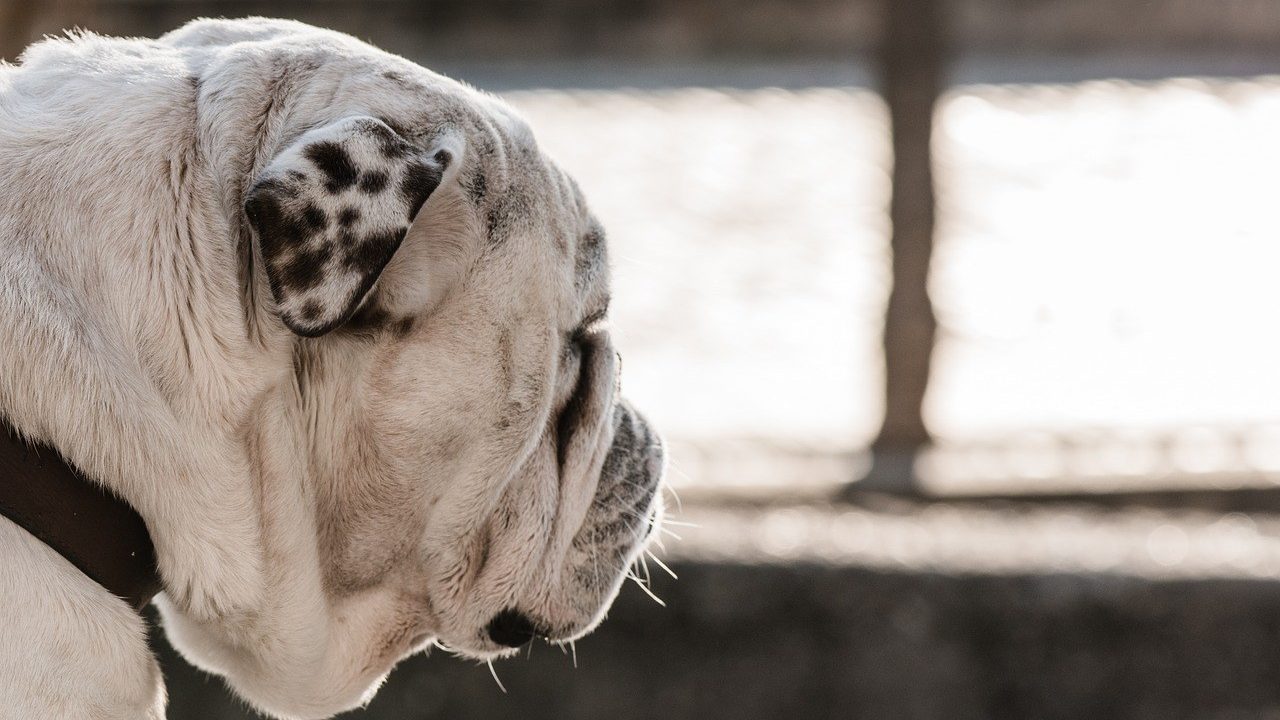 Meneer H. heeft geen geld om de operatie van hond Sasja te betalen
