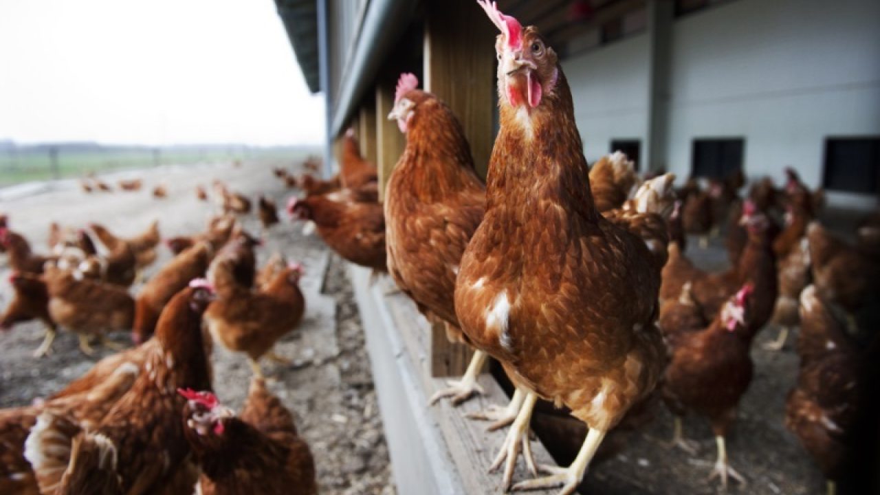 Tien maatregelen voor diervriendelijker aanpak vogelgriep