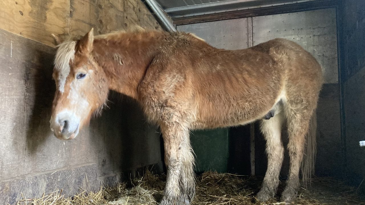 Twee verwaarloosde paarden in vervuilde stal