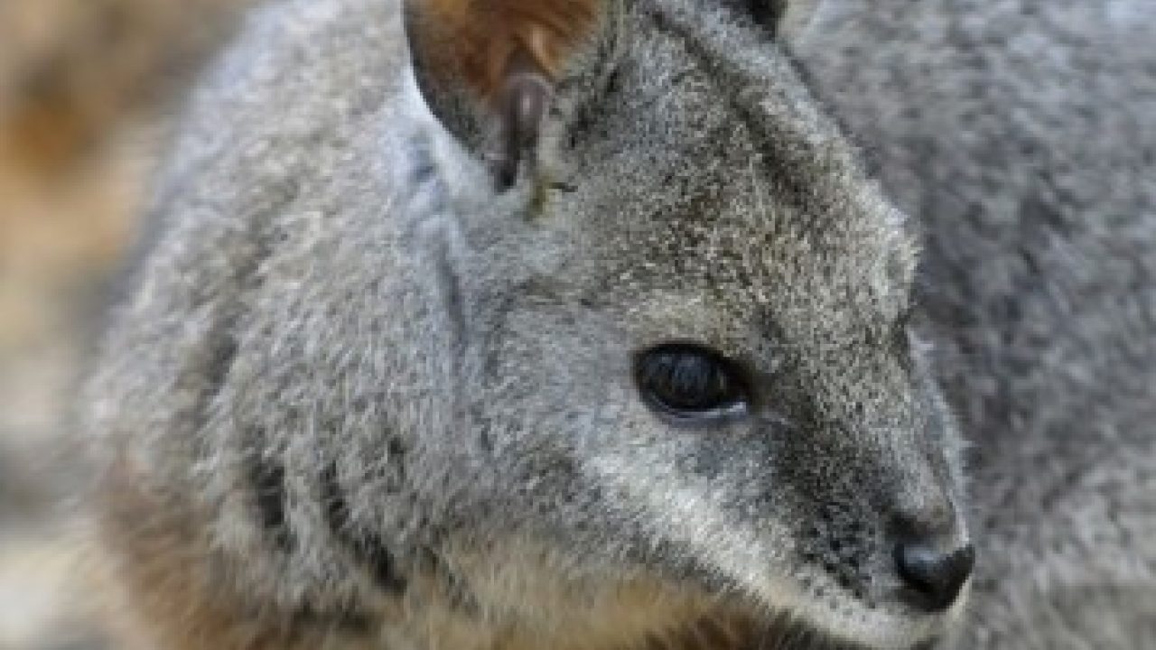 Teken de petitie voor een Europese huisdierenlijst