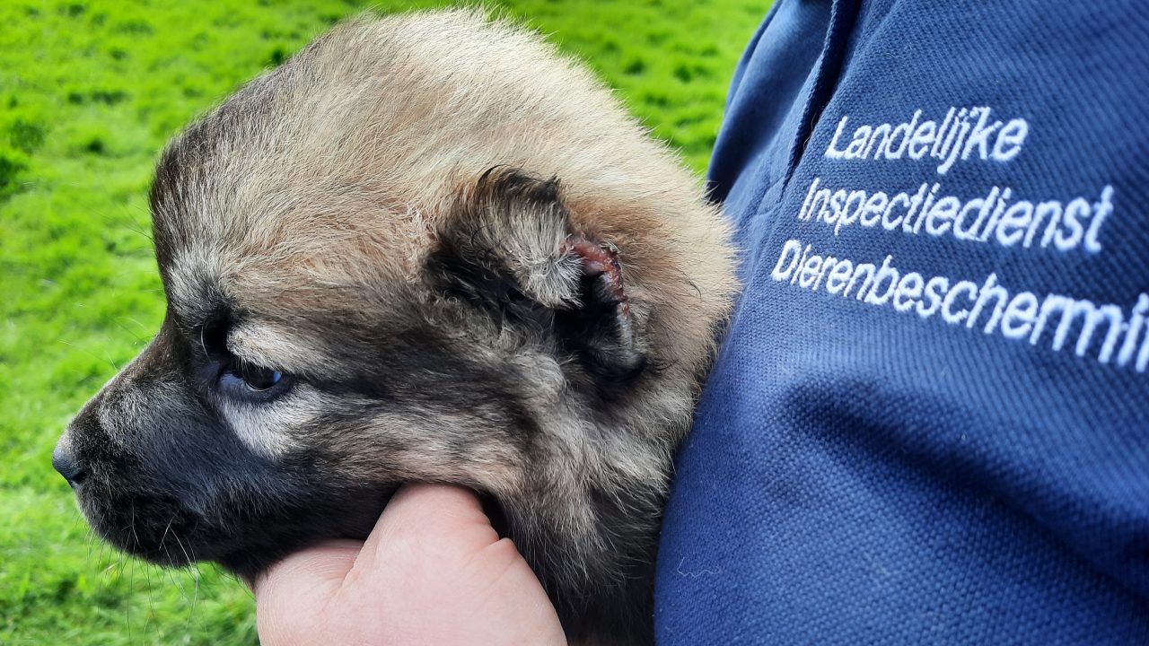 Bliksemactie voorkomt illegale doorvoer verminkte pup uit Turkije