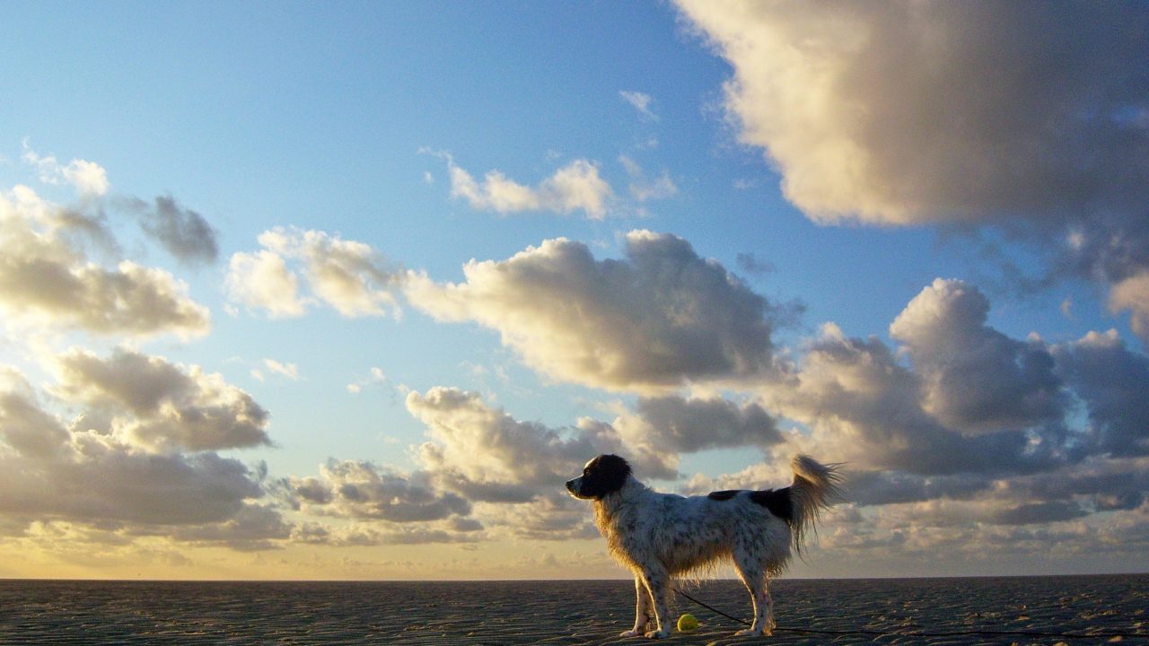Rashondengids: kies voor een gezonde hond
