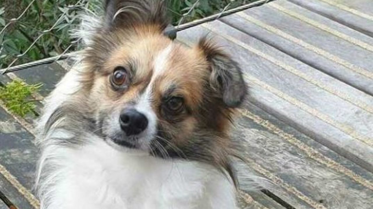 Hond Rocky zou in het kanaal worden gegooid