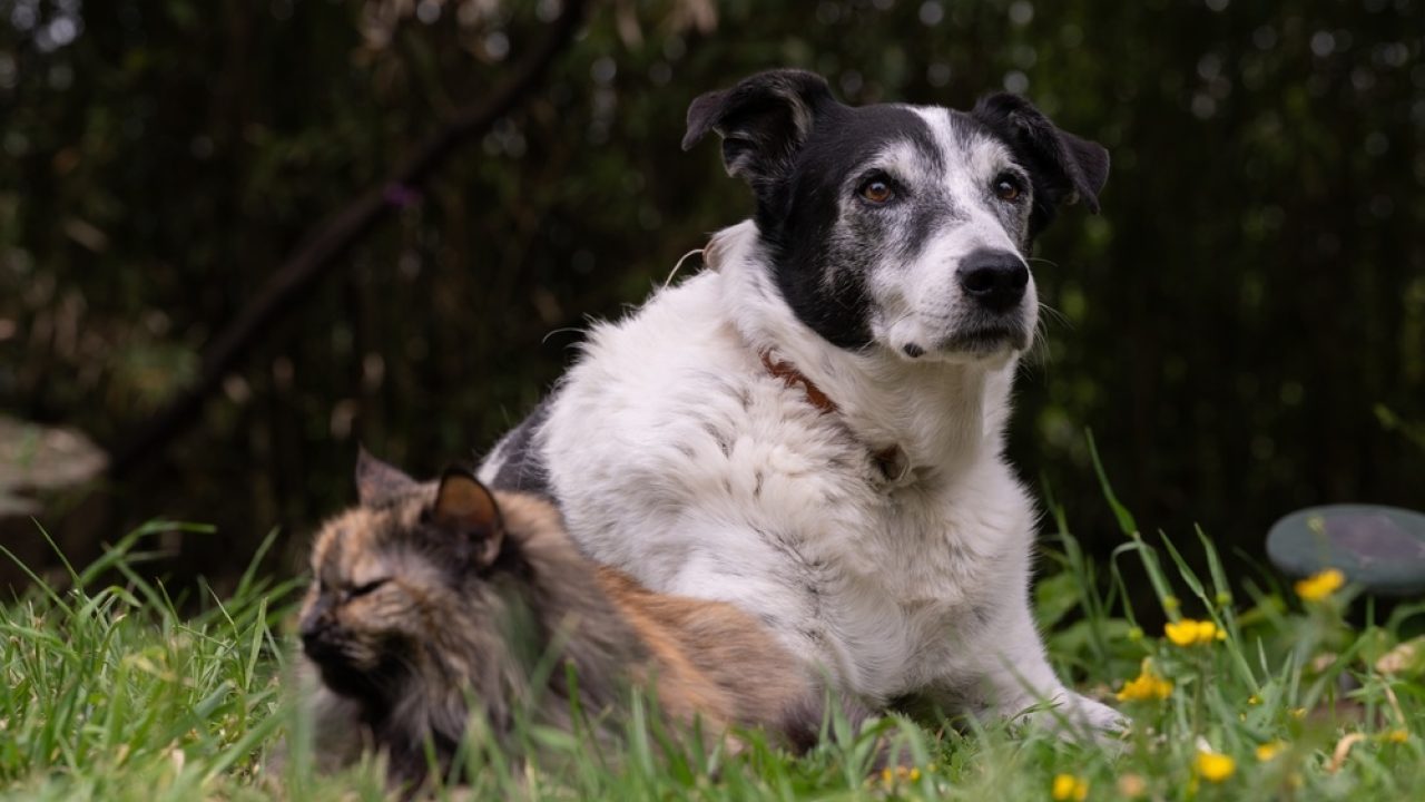 Nog eens hiep hiep hoera voor een Europese dierenwet!