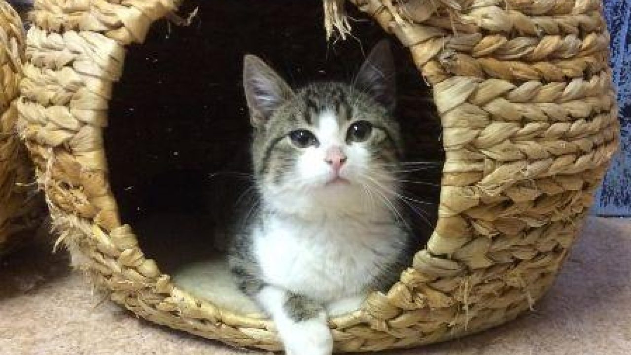 Update: hoe gaat het nu met kitten Smoezel?