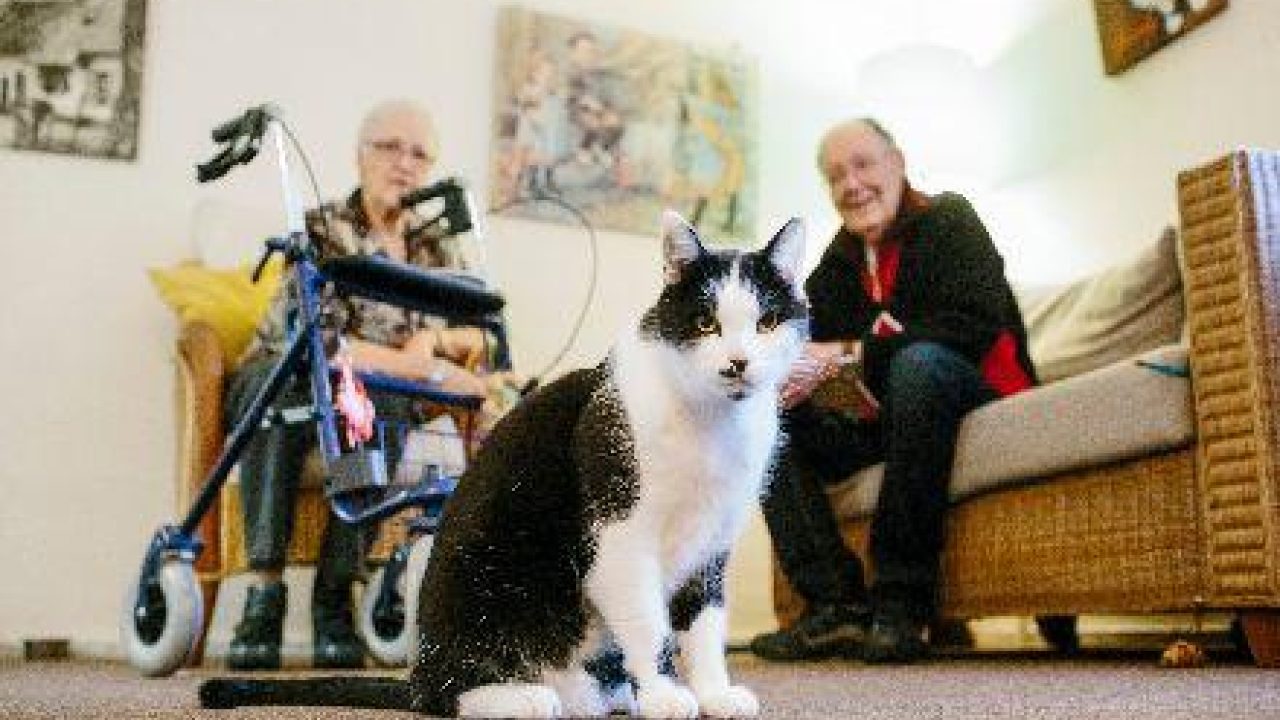 Nieuw geluk voor Smokey en Speedy in verzorgingstehuis