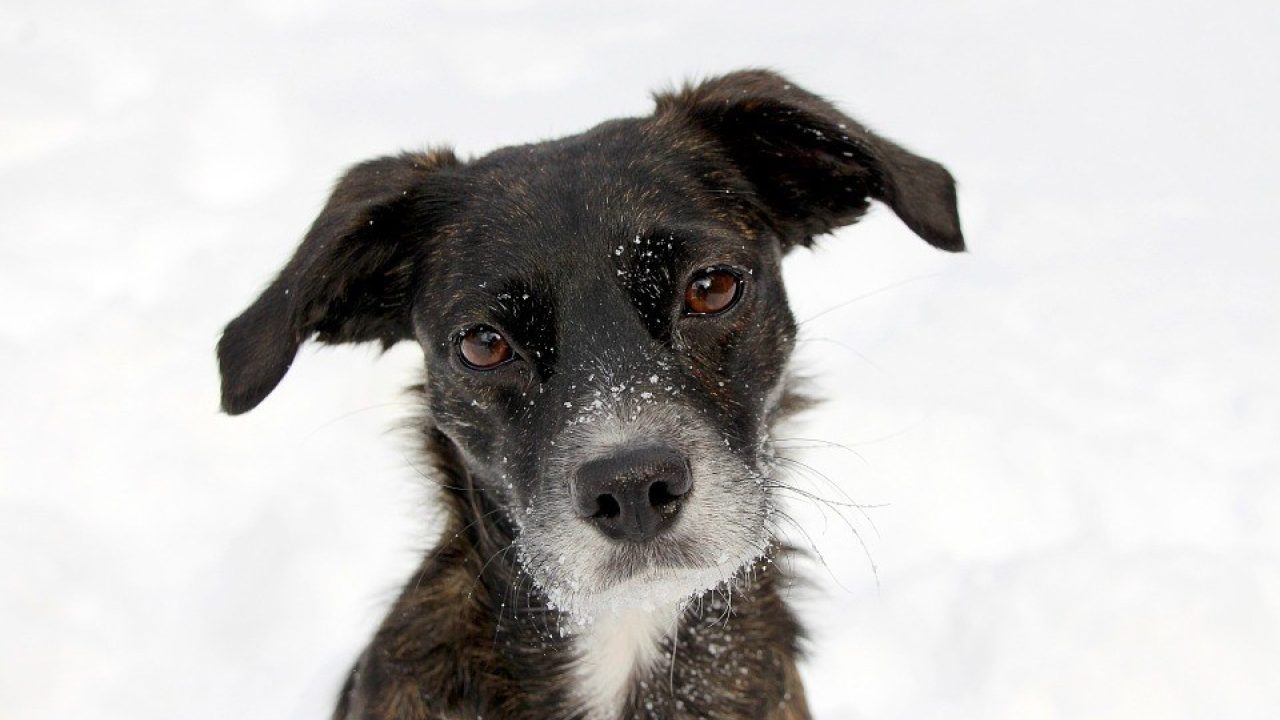 Wandelen met je hond: 10 wintertips