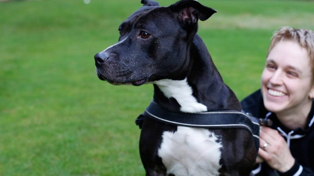 Impulsaankopen, complexe honden en designerfok onder de loep bij Tweede Kamer