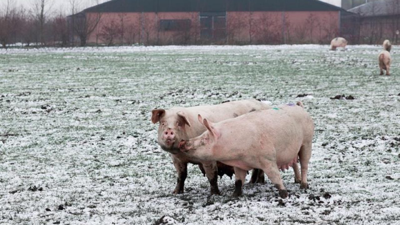 Varkens houden van hun staart! Waarom mogen ze 'm dan niet houden?