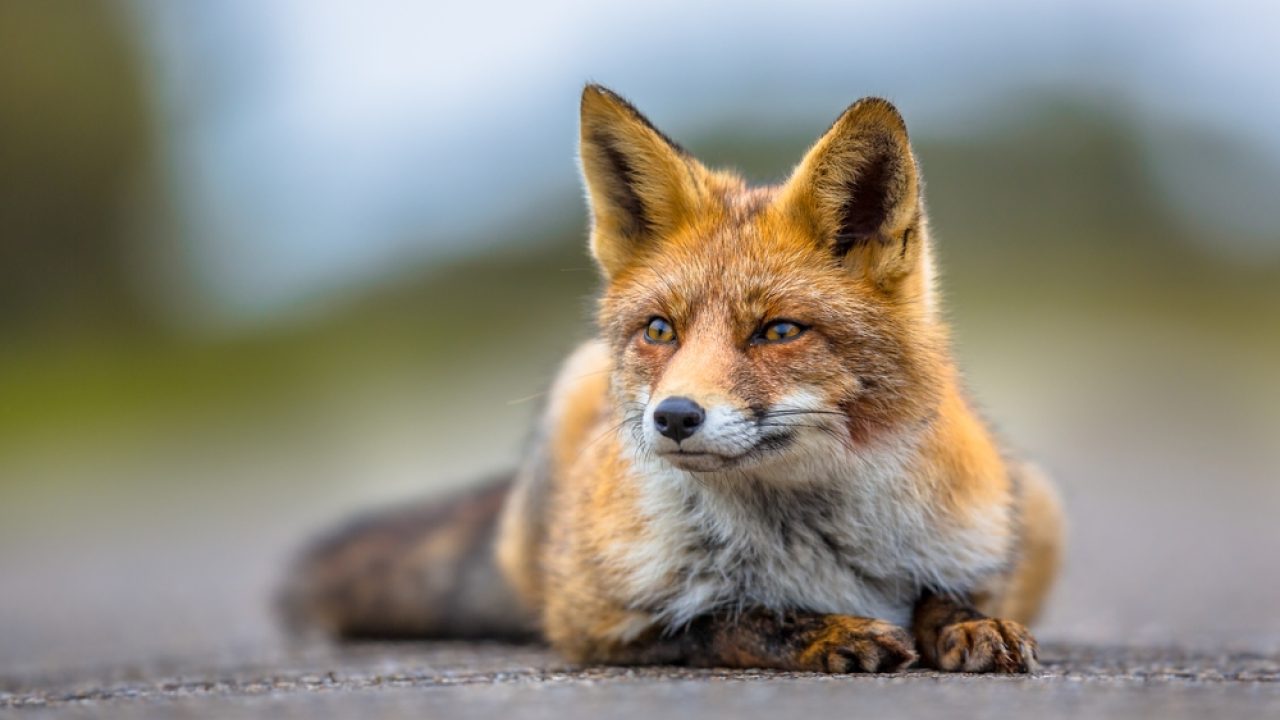 Wet natuurbescherming: gemiste en nieuwe kansen