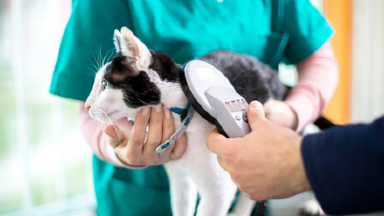 Mogelijk gemeentelijke chipplicht voor katten