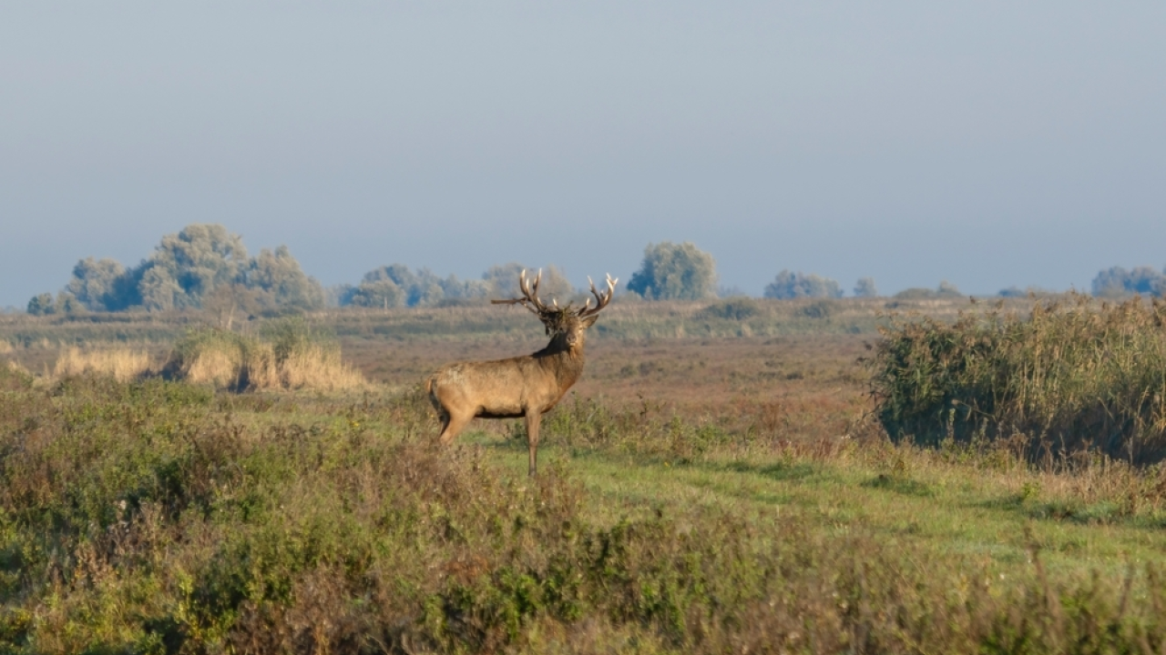 Geef grote grazers Oostvaardersplassen rust en ruimte