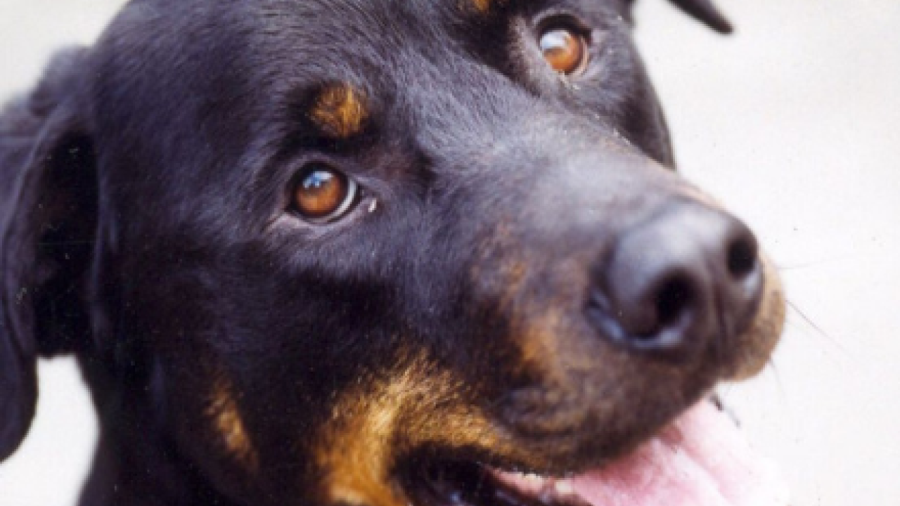 Eerlijke kansen voor complexe honden