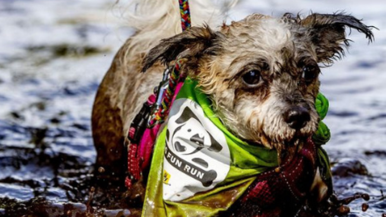Dog Fun Run 2020 gaat niet door