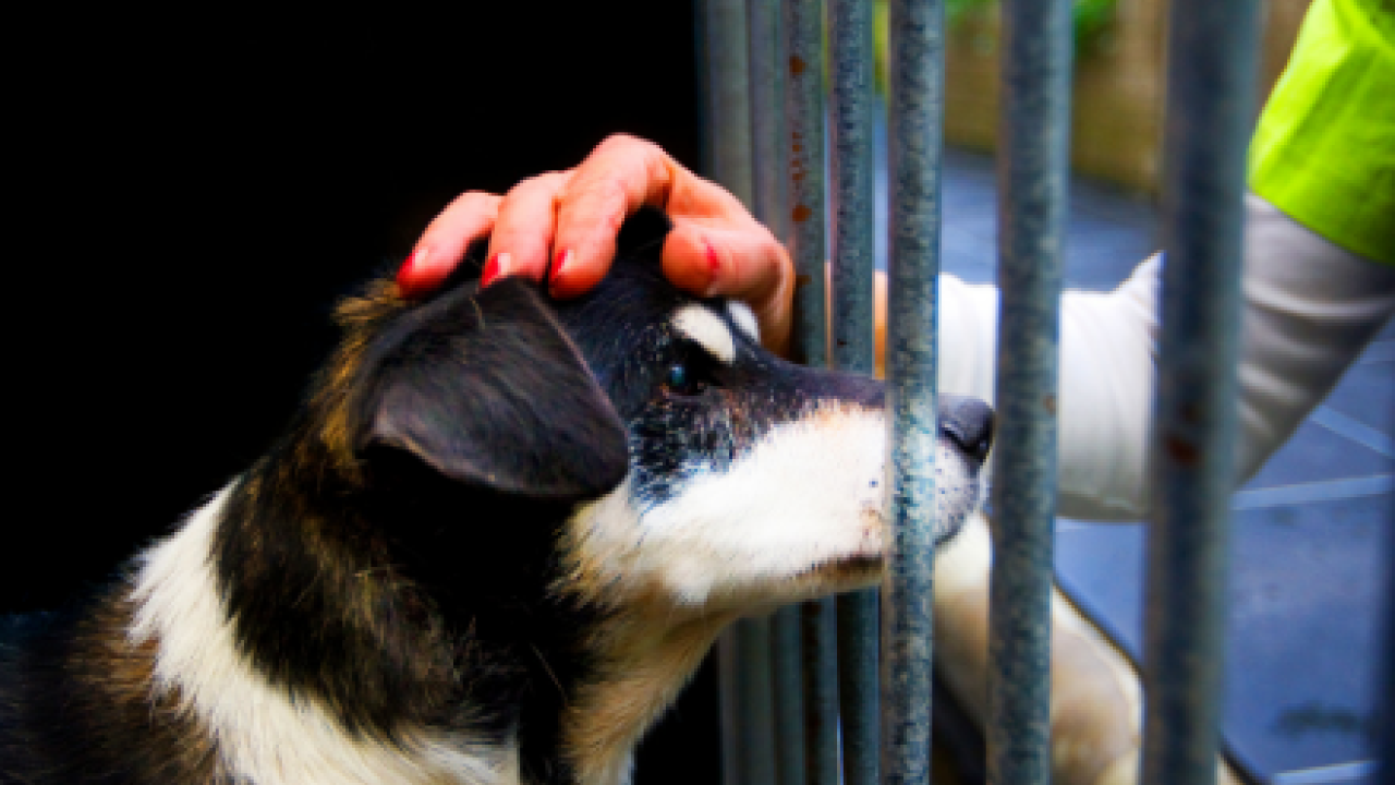 Speciale honden vragen om speciale zorg