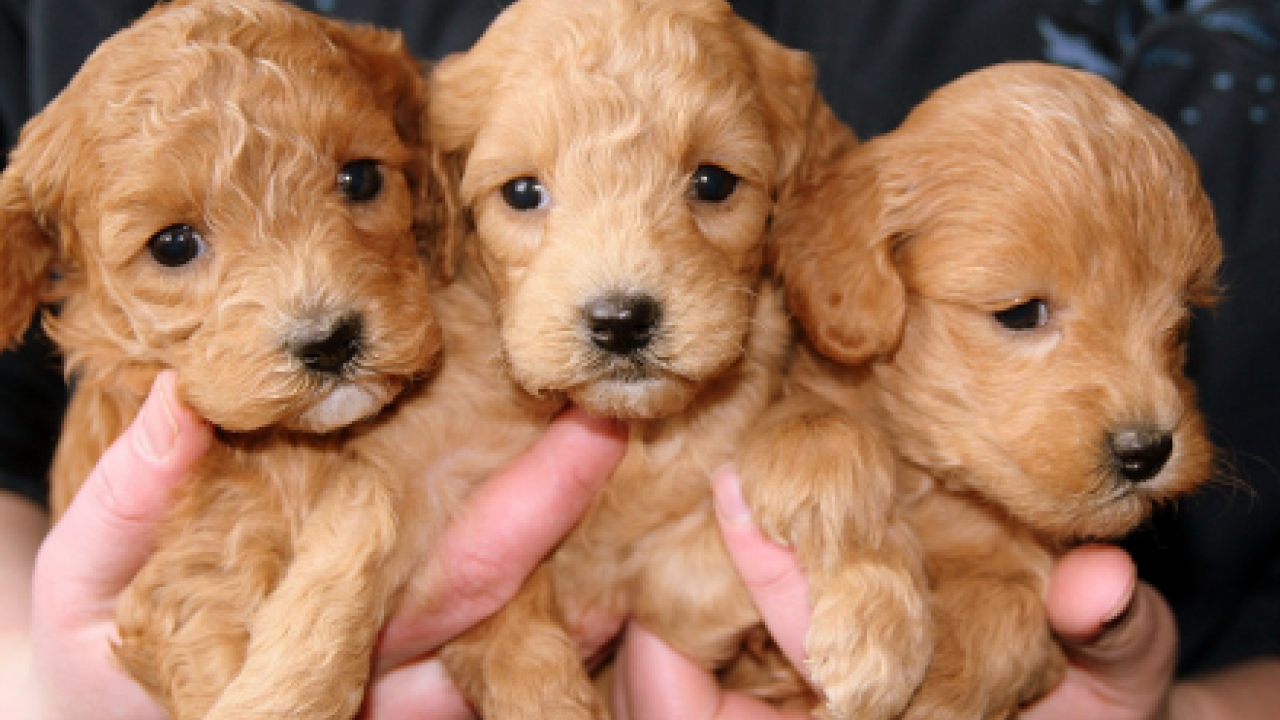 Advies voor verantwoorde fok hond en kat op Europees niveau