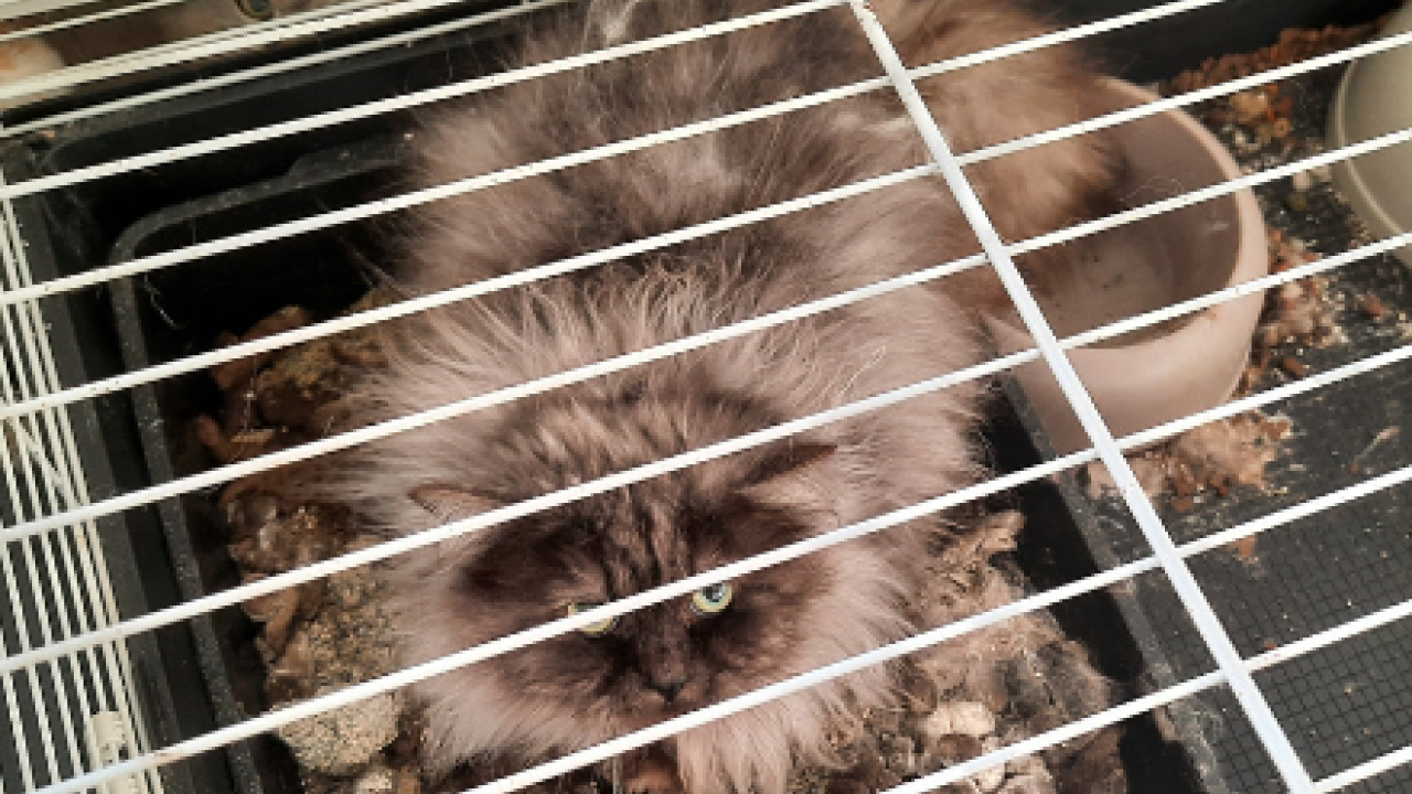 Bijna 50 katten en 5 stinkdieren in zwaar vervuilde woning aangetroffen