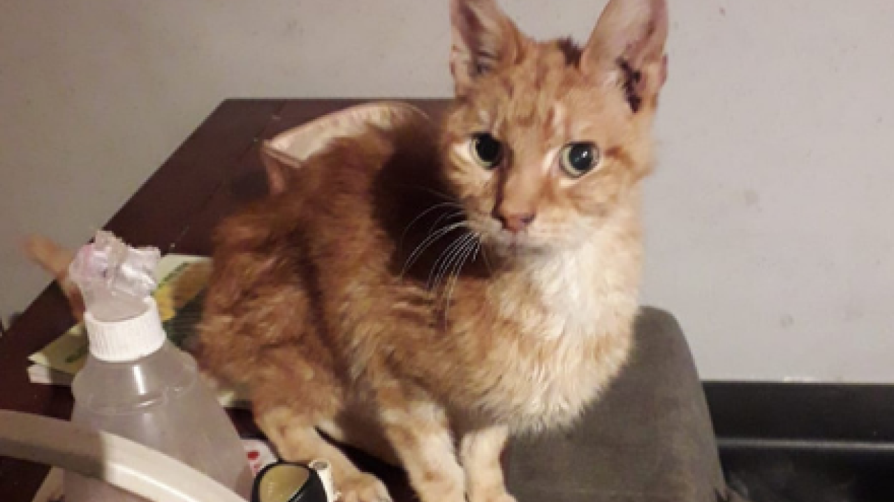 Drie zwaar vermagerde honden en een kat in beslag genomen