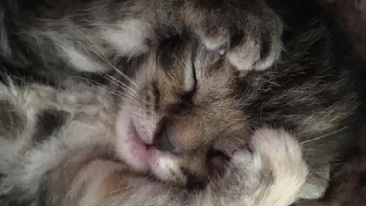 Kittens krijgen opmerkelijke pleegmoeder